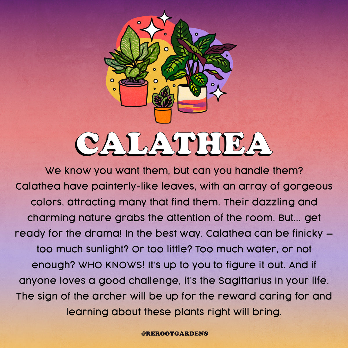 Sagittarius Plant Parent Bundle rerootgardens