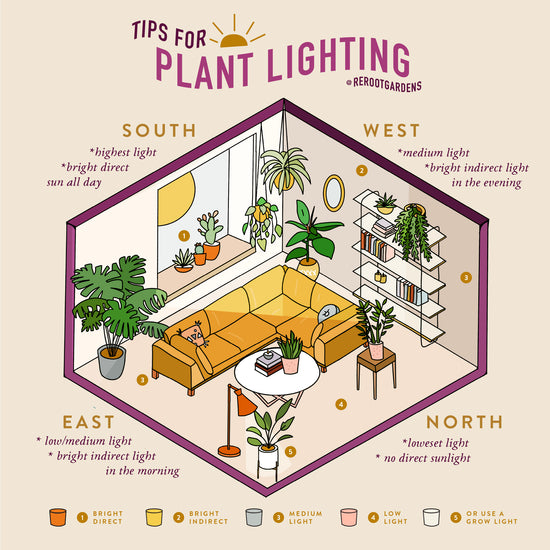 Plant Care: Understanding Your Lighting
