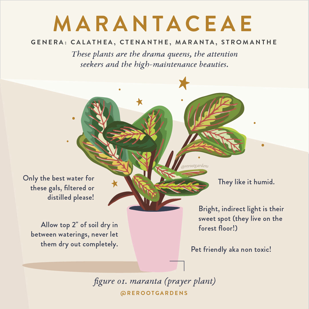 Marantaceae: "Prayer Plants", Calathea, Maranta, Stromanthe & Ctenanthe