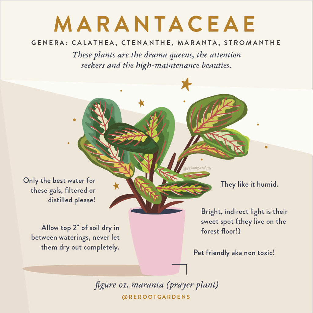 Marantaceae: "Prayer Plants", Calathea, Maranta, Stromanthe & Ctenanth   rerootgardens
