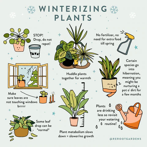 Plant Care: Winter Is Coming