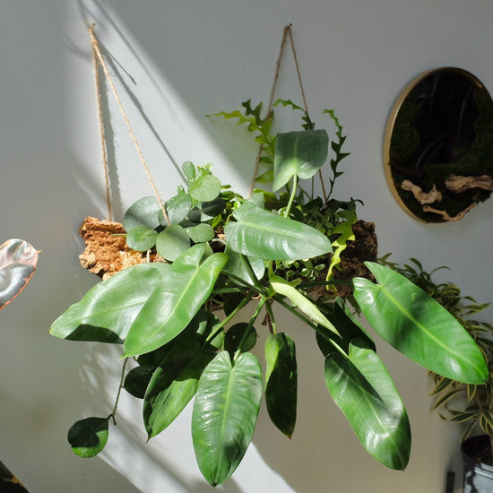 Load image into Gallery viewer, 10/15 Mounted Plant Hammock!
