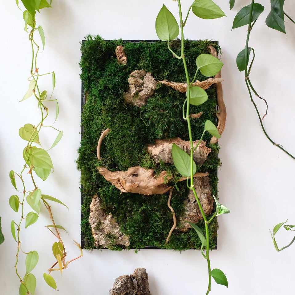 03/10 Moss Art Frame – rerootgardens
