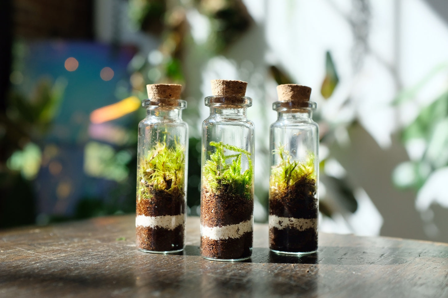 Mini Moss Terrarium
