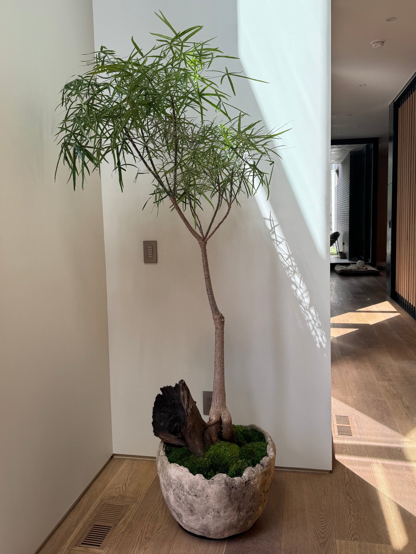 Modern interior with a white wall, potted plant, and decorative item.