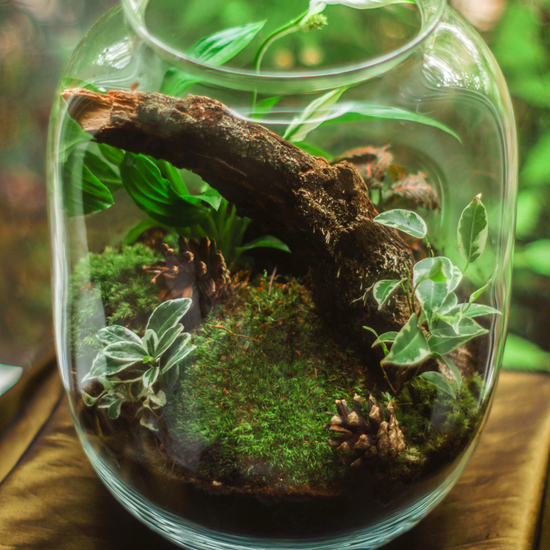Guide to Terrariums: The Correct Supplies, Plants & More