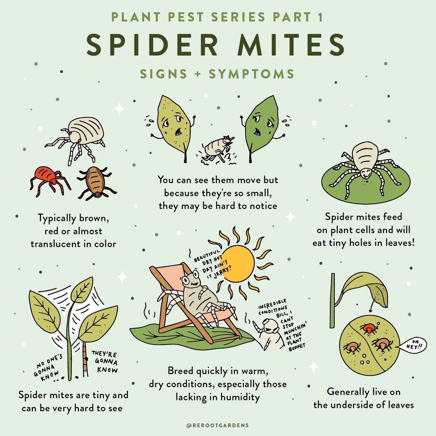 Ed Spader Red Spider Mites On Plants