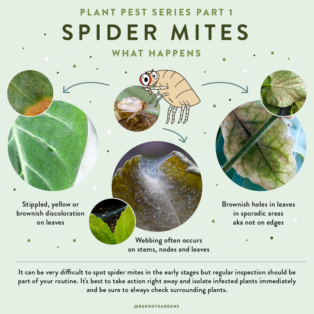 Plant Pests SPIDER MITES rerootgardens