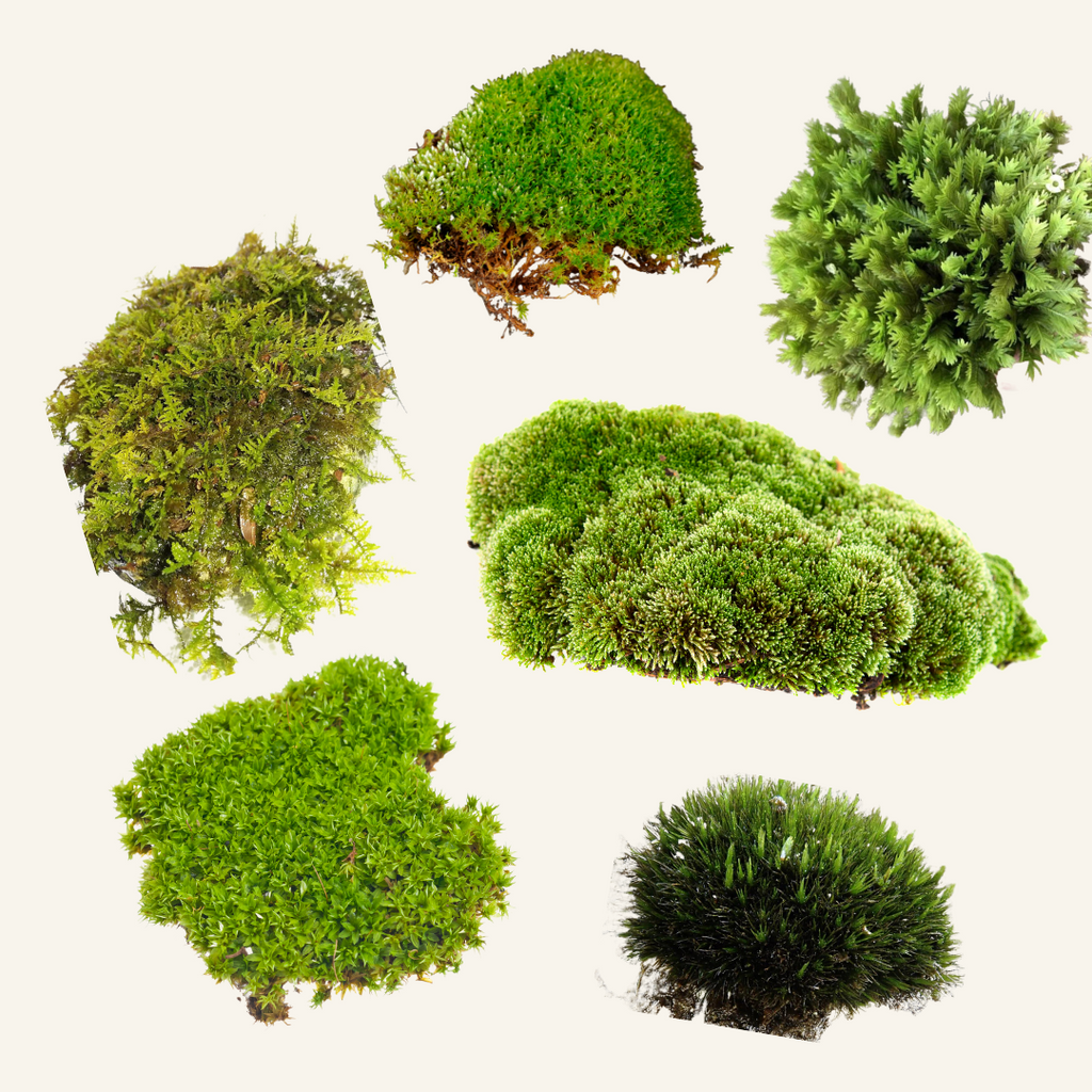 Live moss sampler pack 5 varieties for terrarium vivarium moss -   Nederland