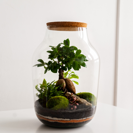 Load image into Gallery viewer, 03/29 Terrariums: Ficus Ginseng
