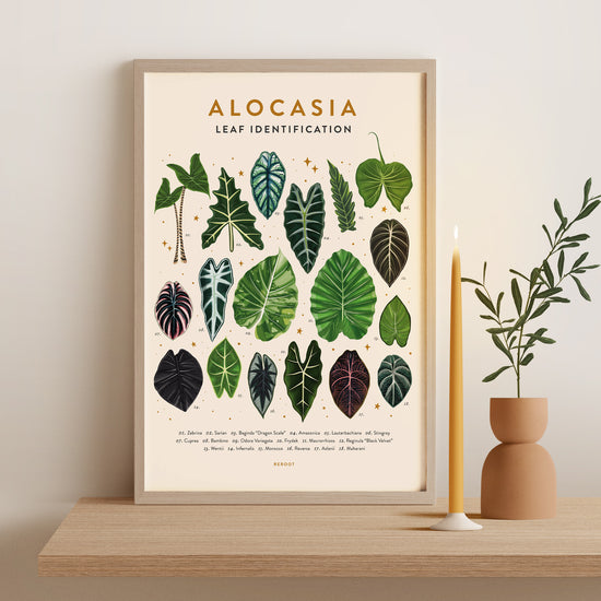 Alocasia Poster