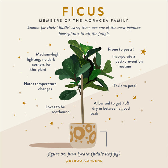 Load image into Gallery viewer, Ficus Plant Box
