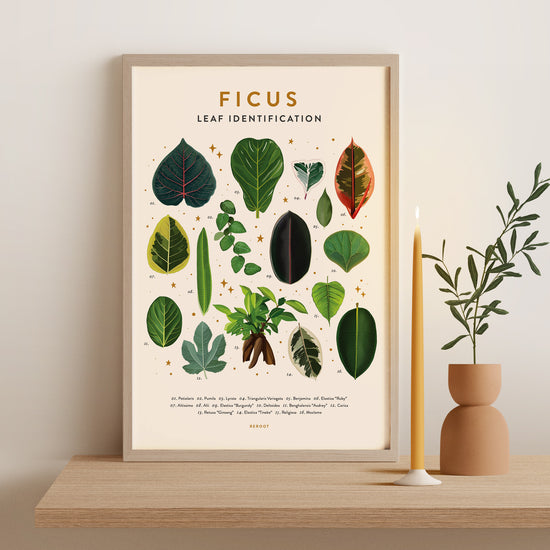 Ficus Poster