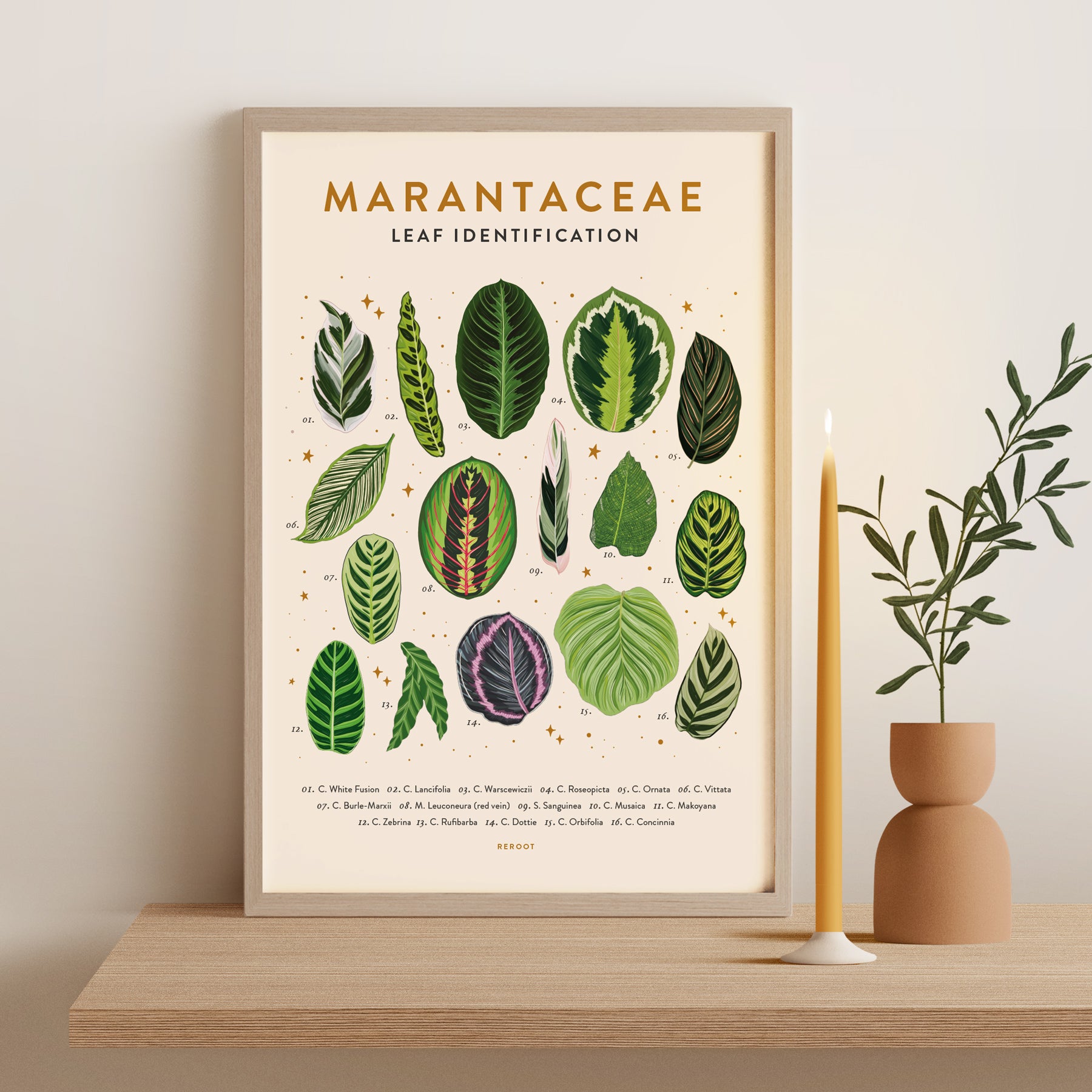 Marantacea Marantaceae Poster – rerootgardens