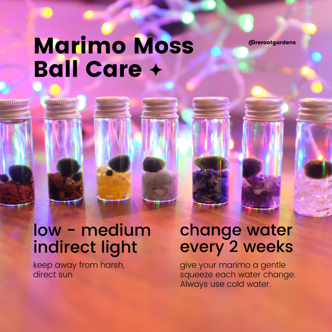 Astrological Marimo Moss Ball Terrarium Kit
