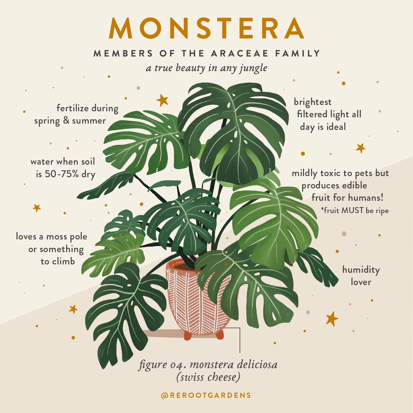 Monstera Plant Box *Local Pickup Only*