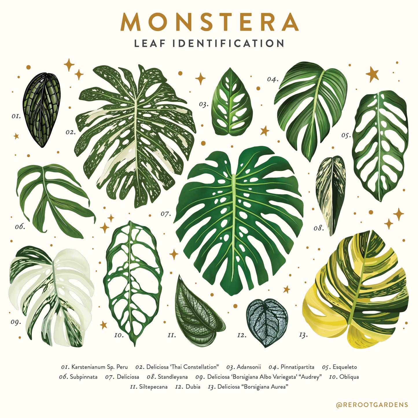 Monstera Plant Box *Local Pickup Only*
