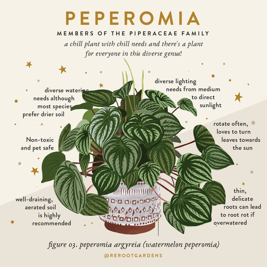 Peperomia Plant Box