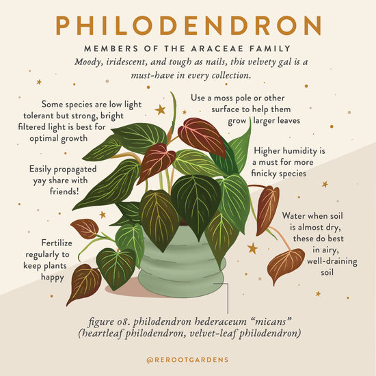 Philodendron Plant Box