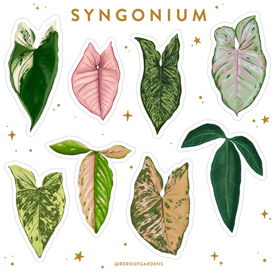 Load image into Gallery viewer, Syngonium Sticker Sheet

