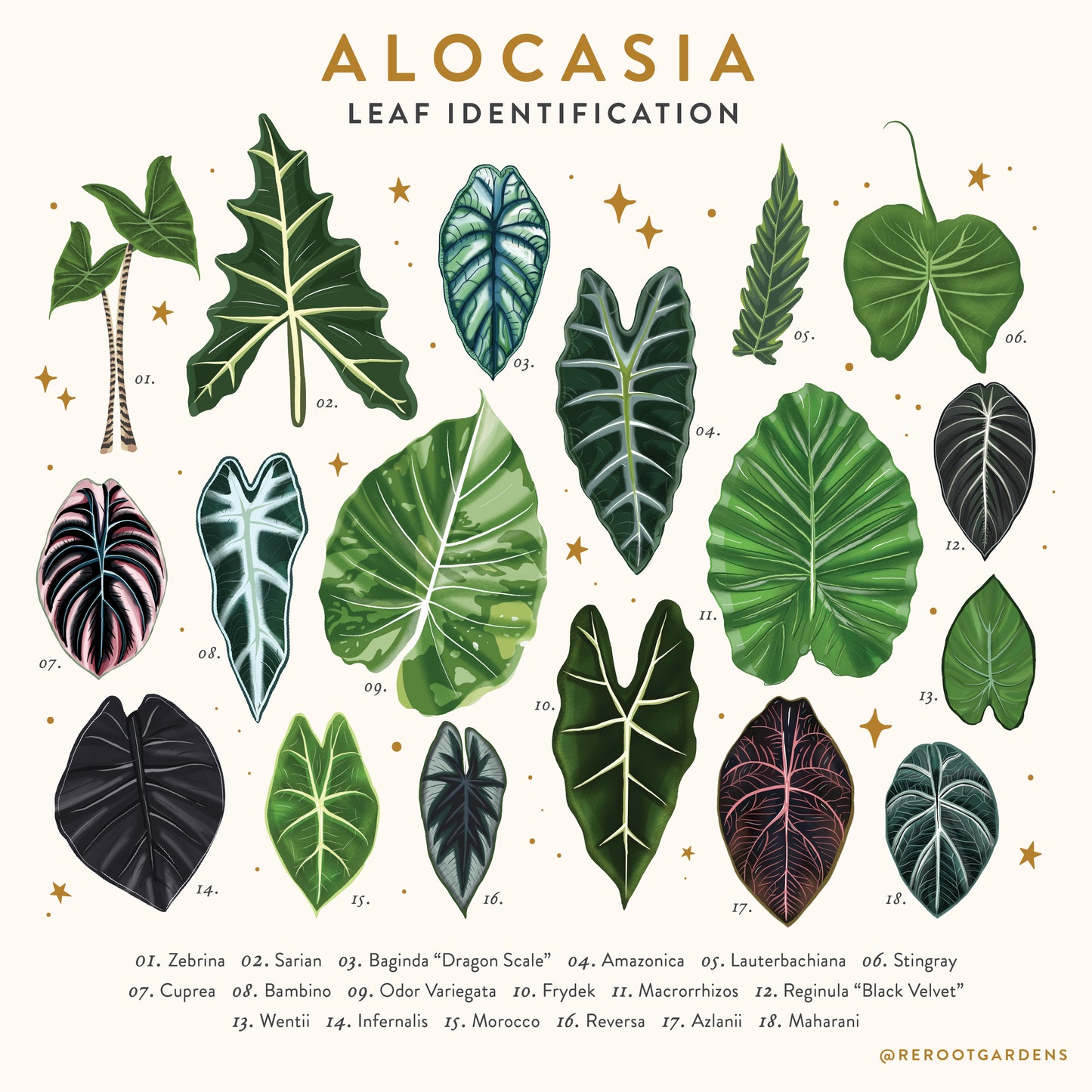Alocasia Plant Box