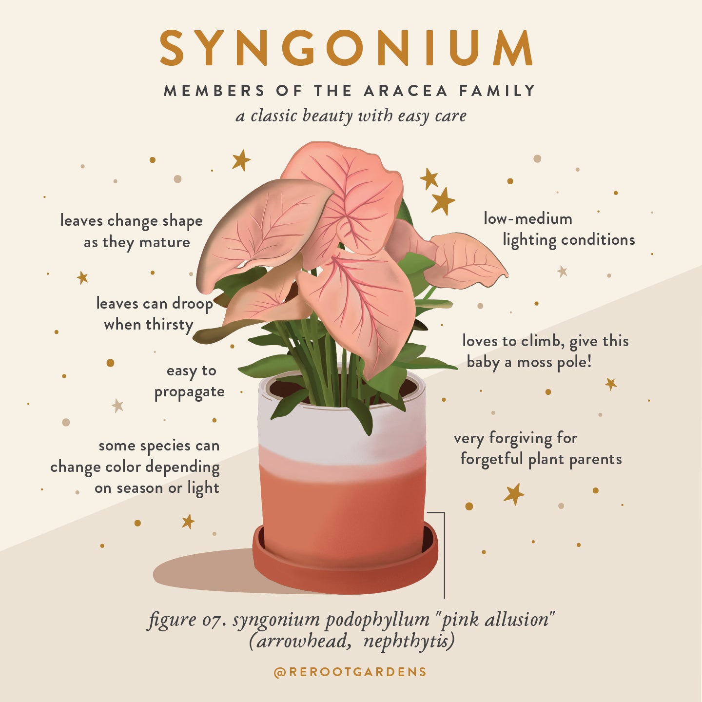 SYNGONIUM PLANT BOX